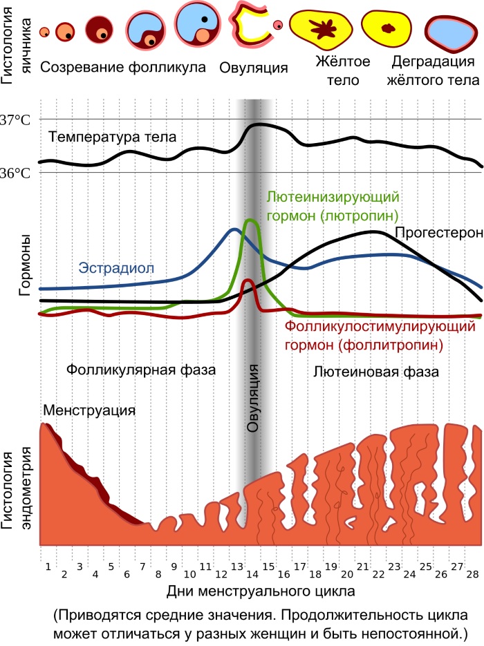 Цикл месячных (менструальный). Норма дней у женщин после 30-40 лет, девушек. Как правильно считать, почему стал короче, причины