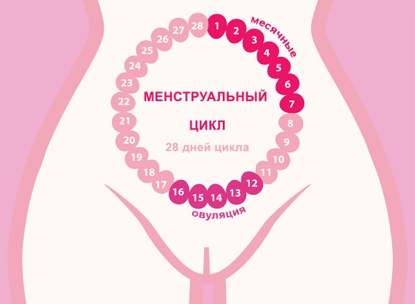 Цикл месячных (менструальный). Норма дней у женщин после 30-40 лет, девушек. Как правильно считать, почему стал короче, причины