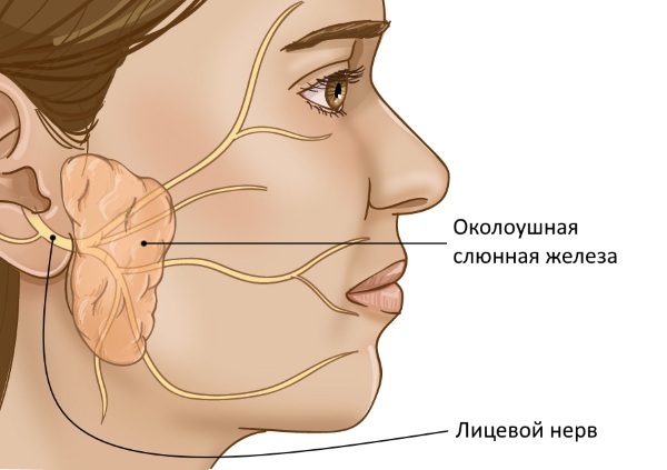 Околоушная слюнная железа человека. Иннервация, анатомия, гистология