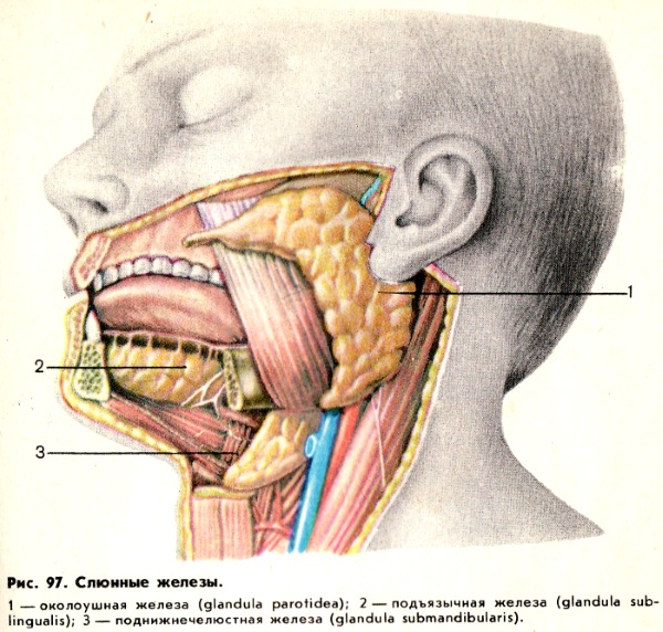 Околоушная слюнная железа человека. Иннервация, анатомия, гистология