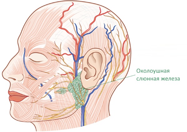 Околоушная слюнная железа человека. Иннервация, анатомия, гистология