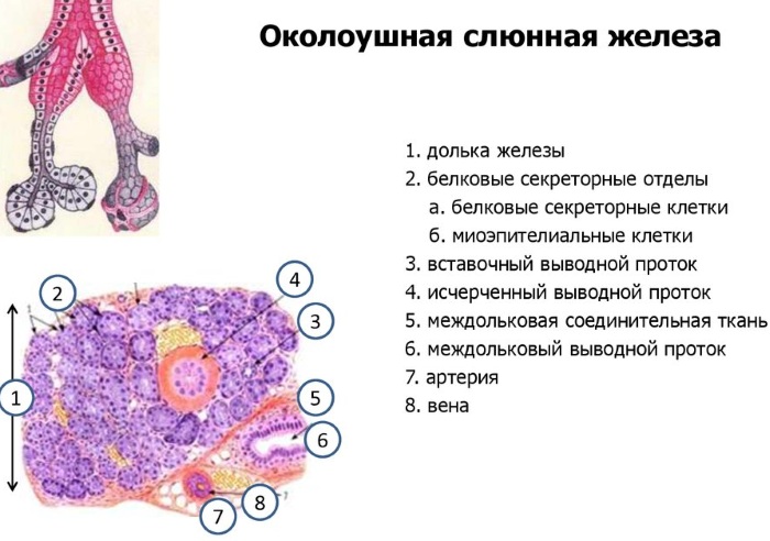 Околоушная слюнная железа человека. Иннервация, анатомия, гистология