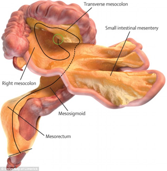 The mesentery was long-believed to be made up of separate structures, but a new study has shown that it is one continuous organ