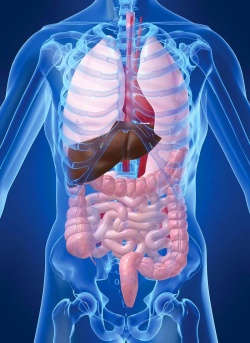 анатомическое строение органов брюшной полости