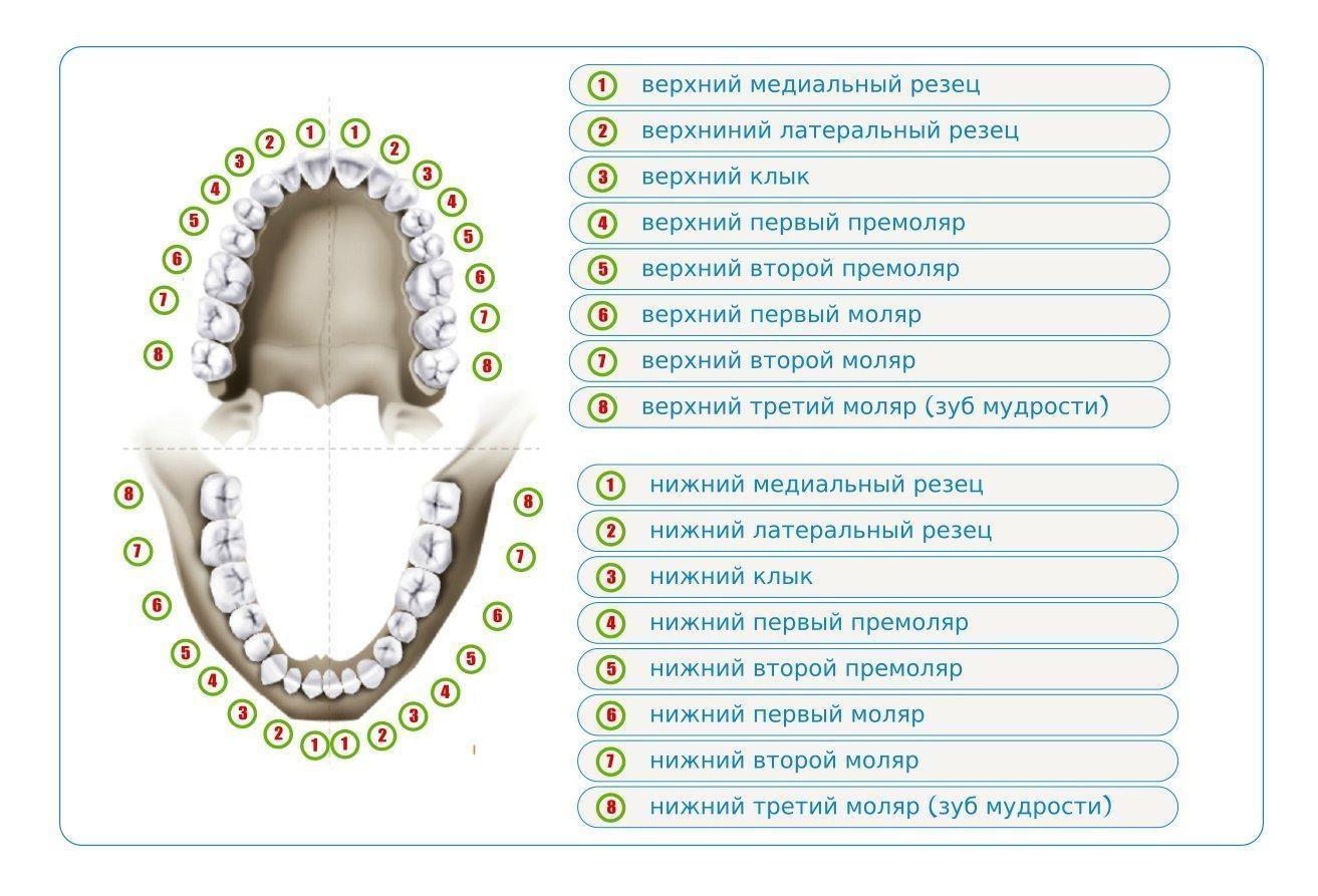 Схема зубного ряда