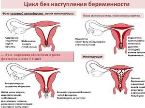 Месячные при беременности