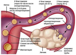 Изменения при беременности в организме