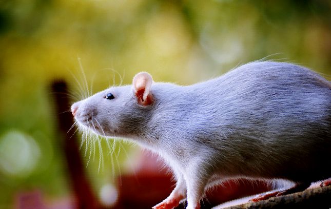 Порфирин у крыс (кровь из носа и глаз): симптомы и лечение
