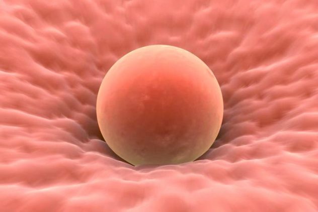 Имплантация оплодотворенной яйцеклетки в матке может быть причиной того, что в начале беременности тянет живот