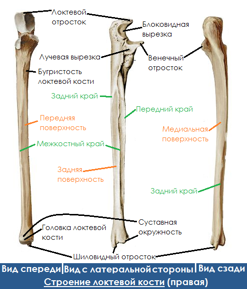 Анатомия локтевой кости