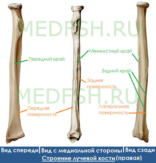 Анатомия лучевой кости: края, поверхности