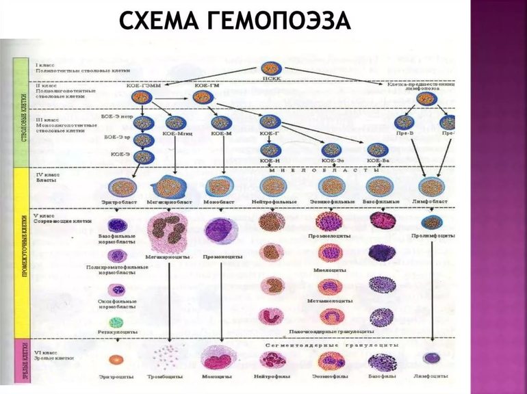 Схема кроветворения человека кратко