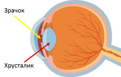 Хрусталик