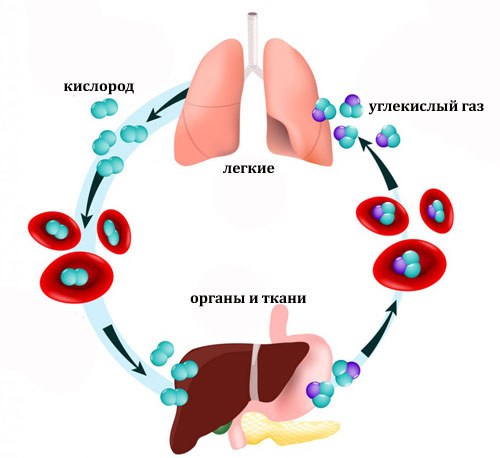 обмен кислорода