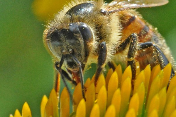 Эхинацейный мед обладаем многими лечебными свойствами: он полезен для печени и улучшает показатели крови