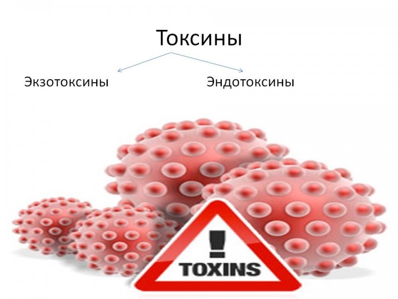 Как вывести токсины из организма