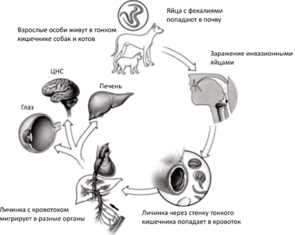 Пути передачи