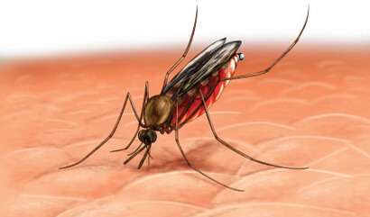 малярия болезнь