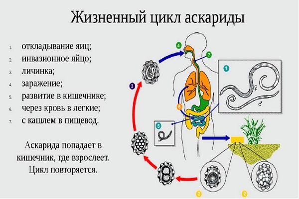 цикл аскариды