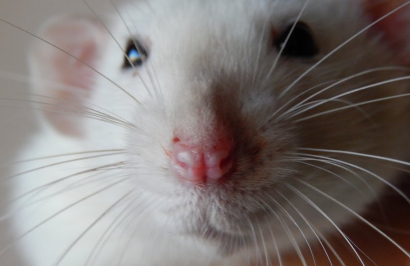 Порфирин у крысы