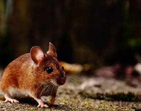 Последствия мышиной лихорадки для здоровья