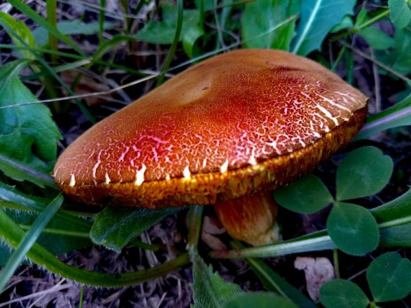 Для грибов важна влажность