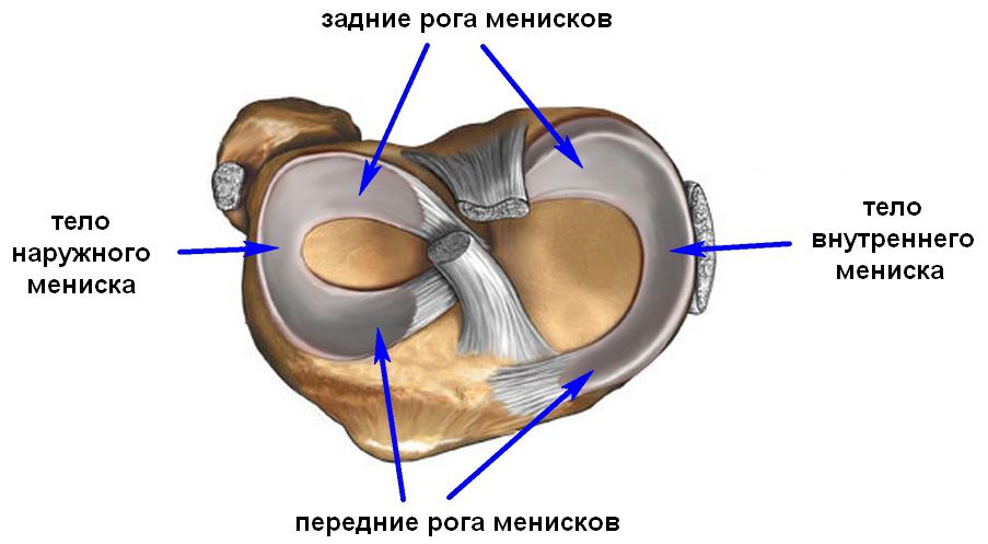 Анатомия сустава