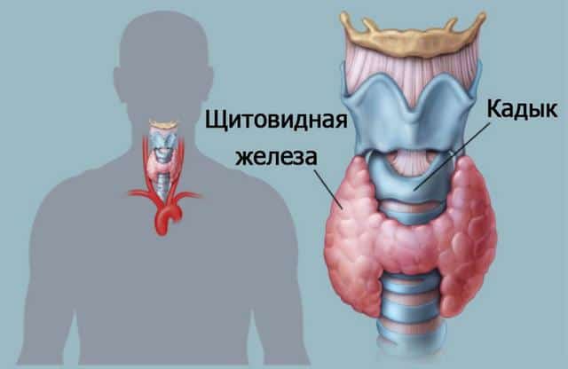 Щитовидная железа фото