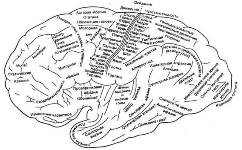 mozg-lokalizatsiya-funktsij-organizma-v-kore-golovnogo-mozga