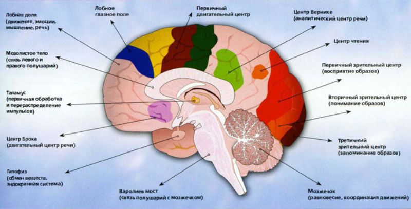 mozg-osnovnye-funktsionalnye-tsentry-mozga-infografika
