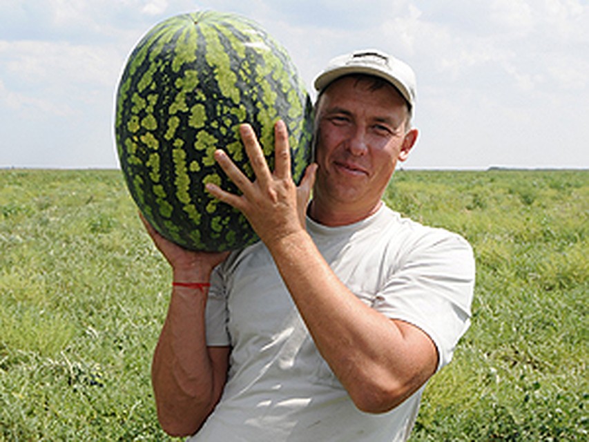 Евгений Ануфриев знает толк в арбузах. Потому что сам их выращивает. Фото: Андрей МИРЕЙКО