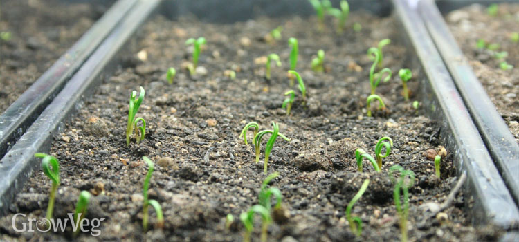 Salad seedlings under the grow light