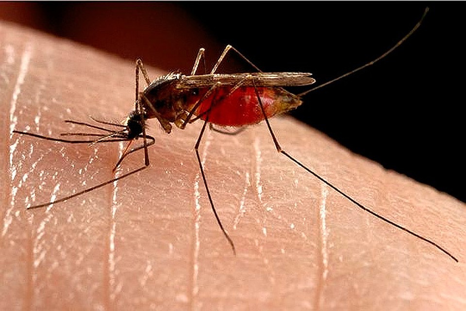 Есть люди, которых комары вообще не кусают! Фото: GLOBAL LOOK PRESS