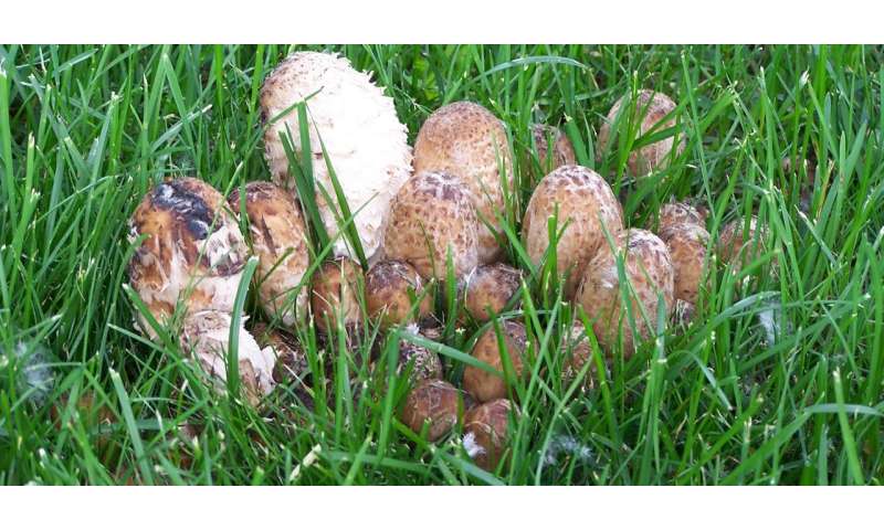 3 tips on how to distinguish an edible mushroom from a poisonous one