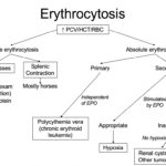 mechanisms of erythrocytosis