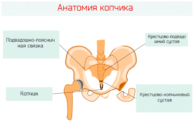 Анатомия копчика и окружающих суставов