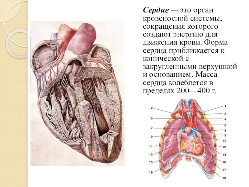 Хорда у человека в сердце. Юношеское сердце. Юношеское сердце клиническая картина. ИНТРАСПИНАЛЬНЫЙ орган.