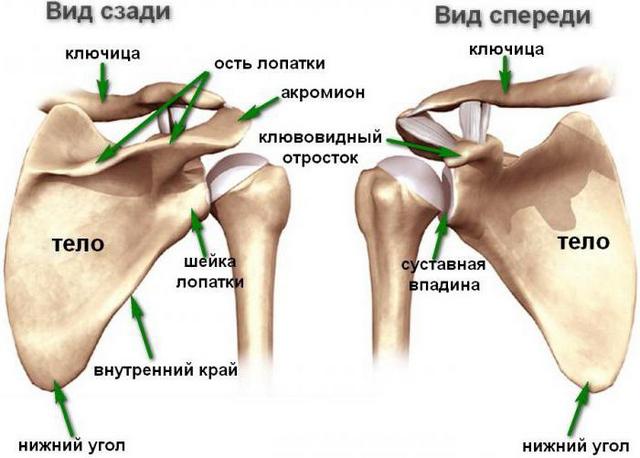 Строение лопаточной кости человека