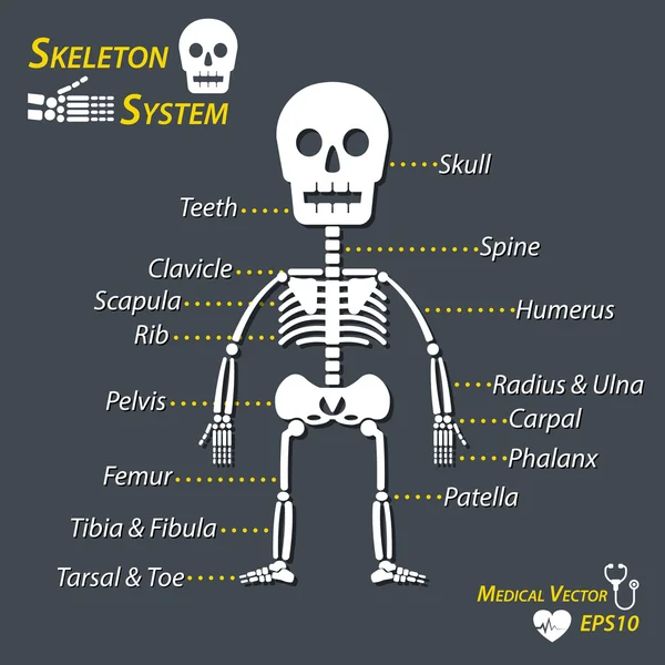 Human skeleton and all name of bone (skull , cervical spine , humerus , radius , ulna , carpal , phalanx , teeth , clavicle , scapula , rib , pelvic , femur , patella , tibia , fibula , tarsal , toe ) Stock Illustration
