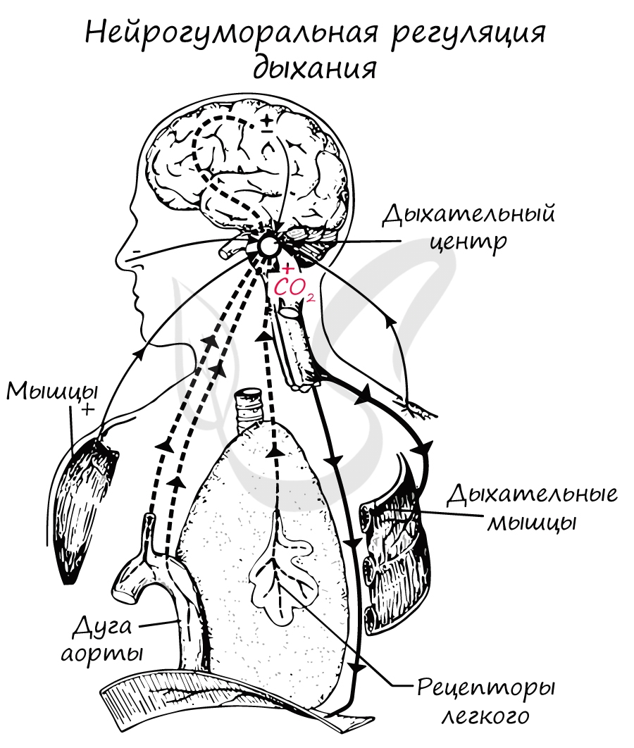 Нейрогуморальная регуляция дыхания