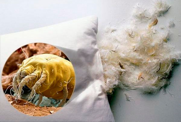 Пылевые клещи встречаются в подушках, матрасах, одеялах