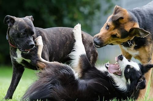 Споры лишая передаются собакам во время игры