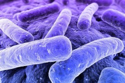 Бактерии Bordetella pertussis