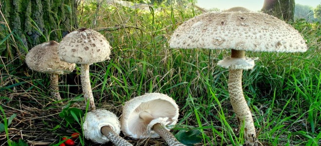 грибы зонтики польза и вред