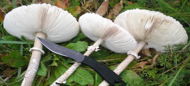 как чистить грибы зонтики