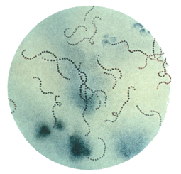 This illustration depicts a photomicrographic view of Streptococcus pyogenes bacteria.