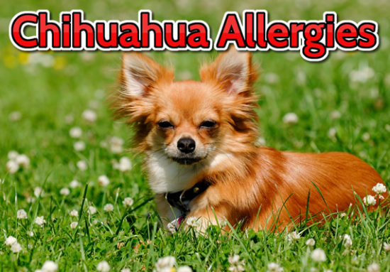 Chihuahua allergies