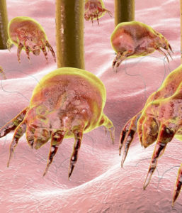 Chihuahua dust mite allergy