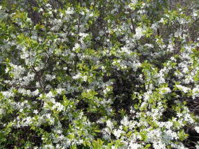 Дикий терн (Prunus spinosa), массовое цветение