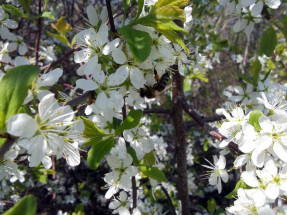 Дикий терн (Prunus spinosa), цветки